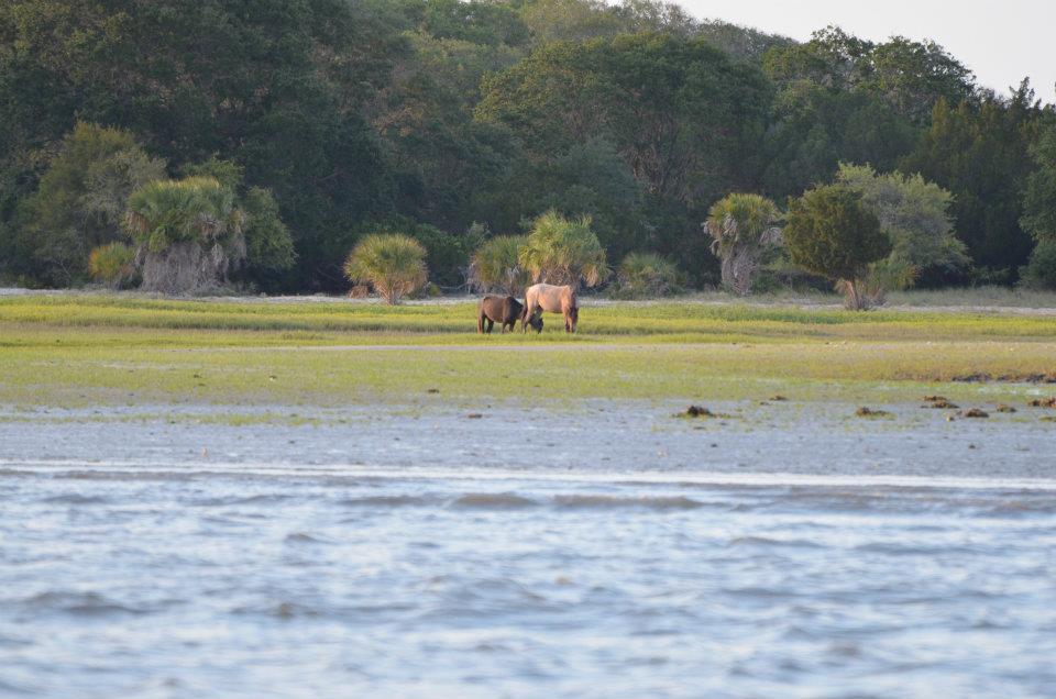 Cumberland Island