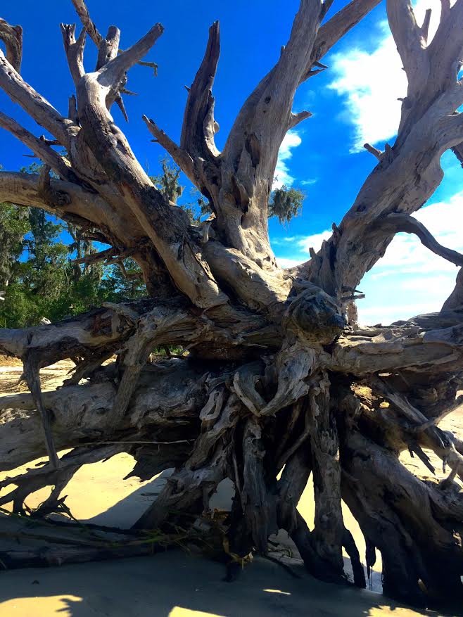 Jekyll Island Driftwood Beach