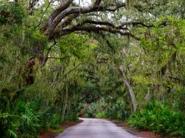 Jacksonville Day Trip: Biking on Amelia Island Trail