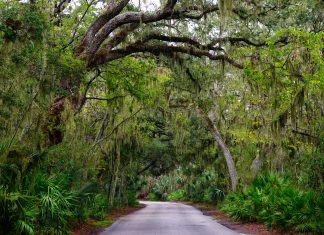 Jacksonville Day Trip: Biking on Amelia Island Trail
