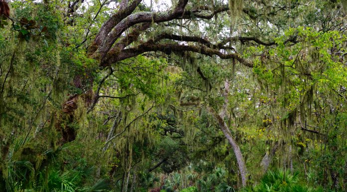 Jacksonville Day Trip: Biking on Amelia Island Trail