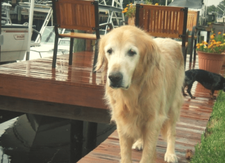 5 Simple Ways to Remember a Beloved Family Pet