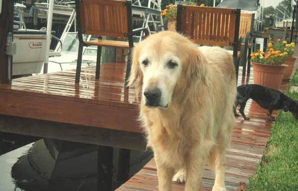 5 Simple Ways to Remember a Beloved Family Pet