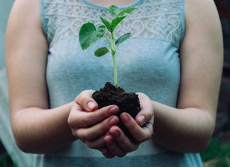 Gardening Tips for the Black Thumb