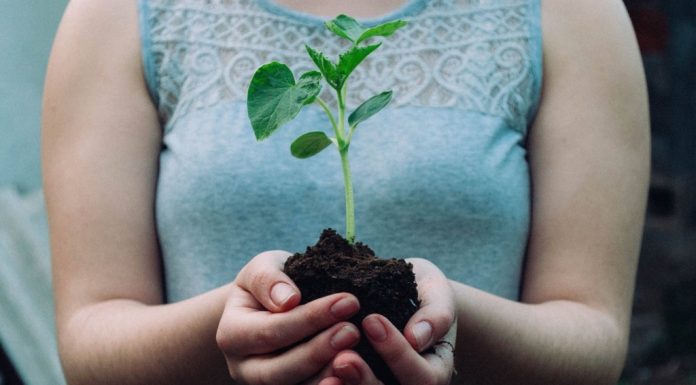 Gardening Tips for the Black Thumb