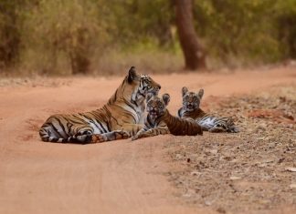 Wildlife Animal Refuge Programs In & Around Jax