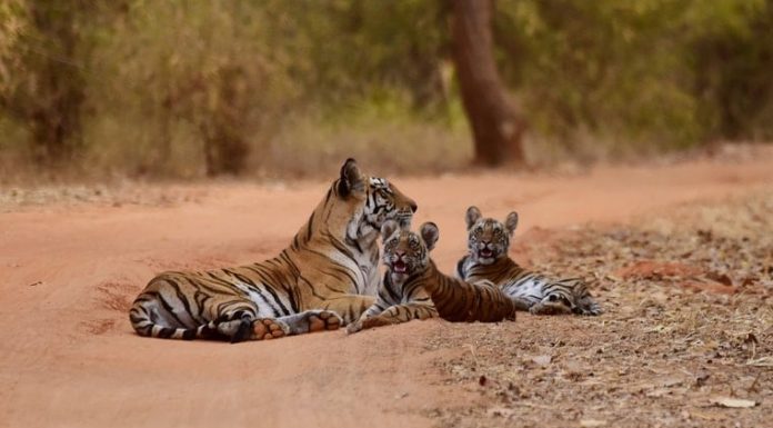 Wildlife Animal Refuge Programs In & Around Jax