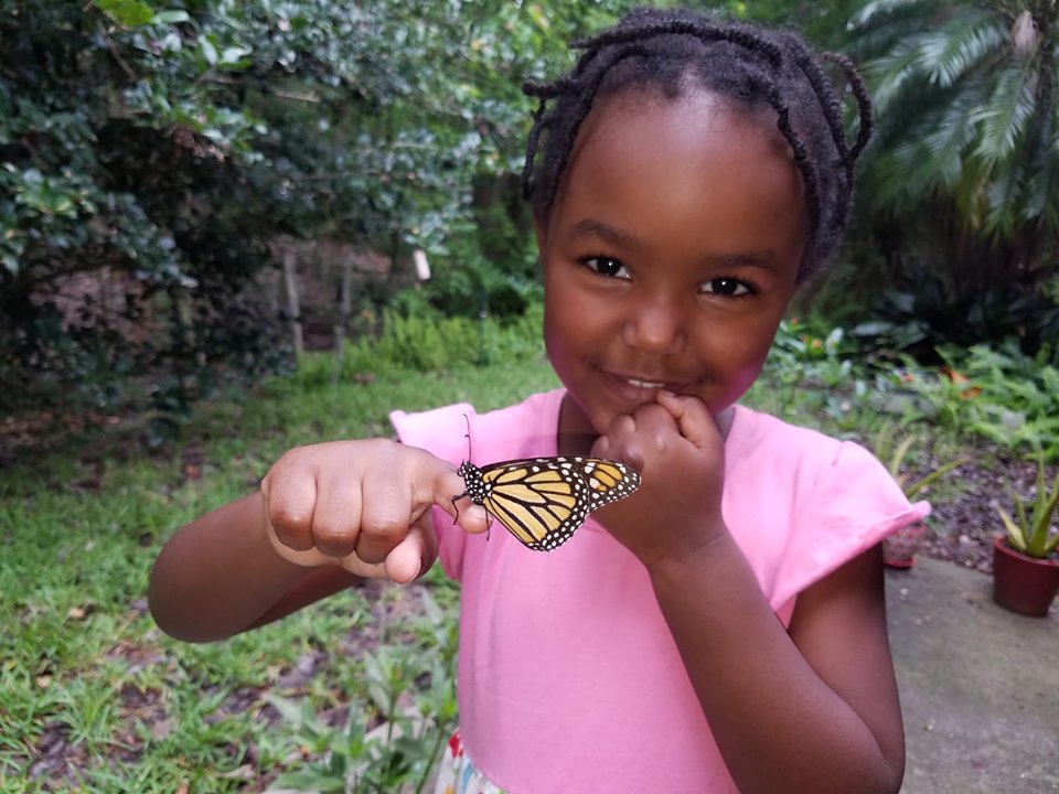 raising butterflies