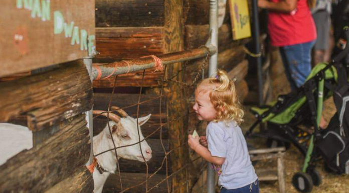 How You Can Help Celestial Farms Animal Rescue celestial farms