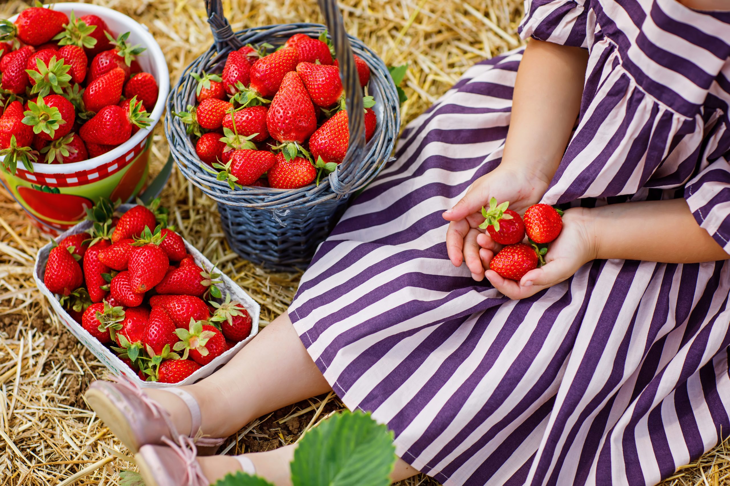 Strawberry Farms and Festivals in Jacksonville
