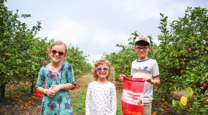 Old Florida Fun: Explore the Showcase of Citrus Showcase of Citrus