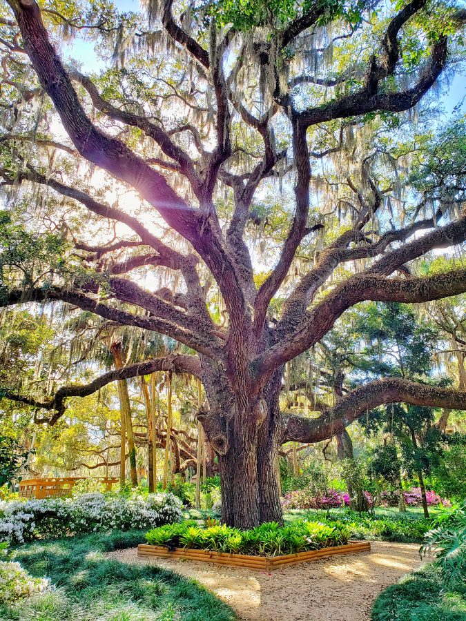 Jacksonville Day Trip, Washington Oaks Gardens State Park