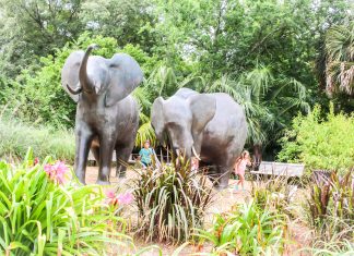 Top 10 Things To Do For Animal Lovers In & Around Jax animal lovers