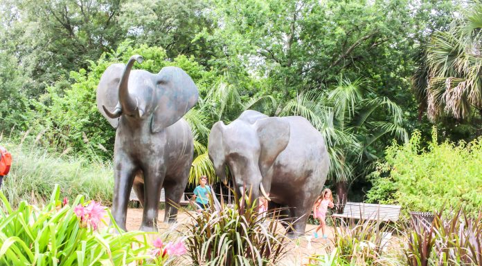 Top 10 Things To Do For Animal Lovers In & Around Jax animal lovers
