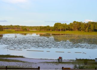 Mike Roess Gold Head Branch State Park: A Clay County Gem gold head branch