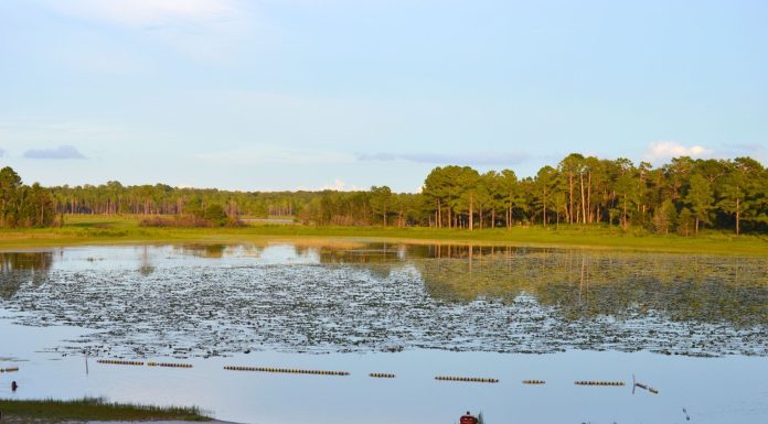 Mike Roess Gold Head Branch State Park: A Clay County Gem gold head branch