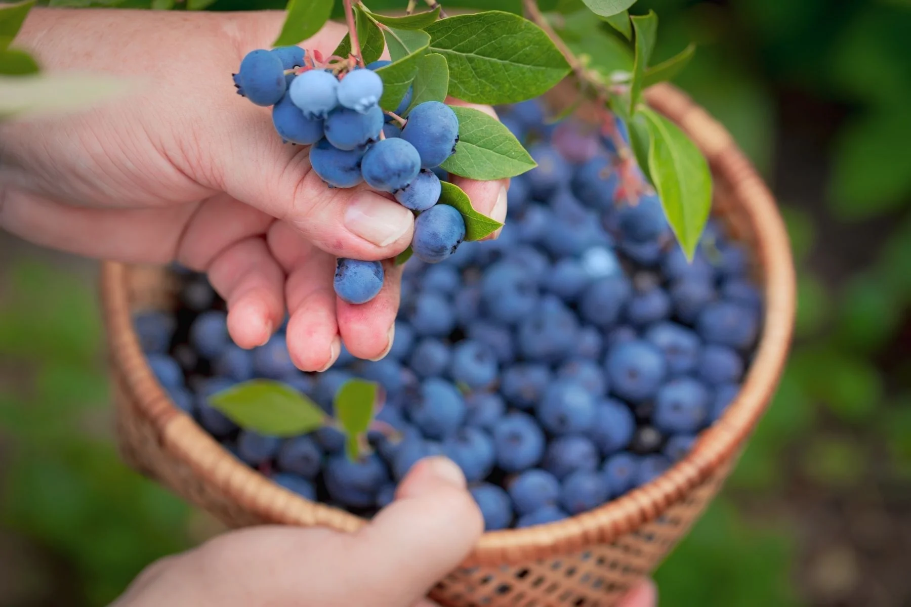 U-Pick Blueberry in Jacksonville, Jacksonville Mom