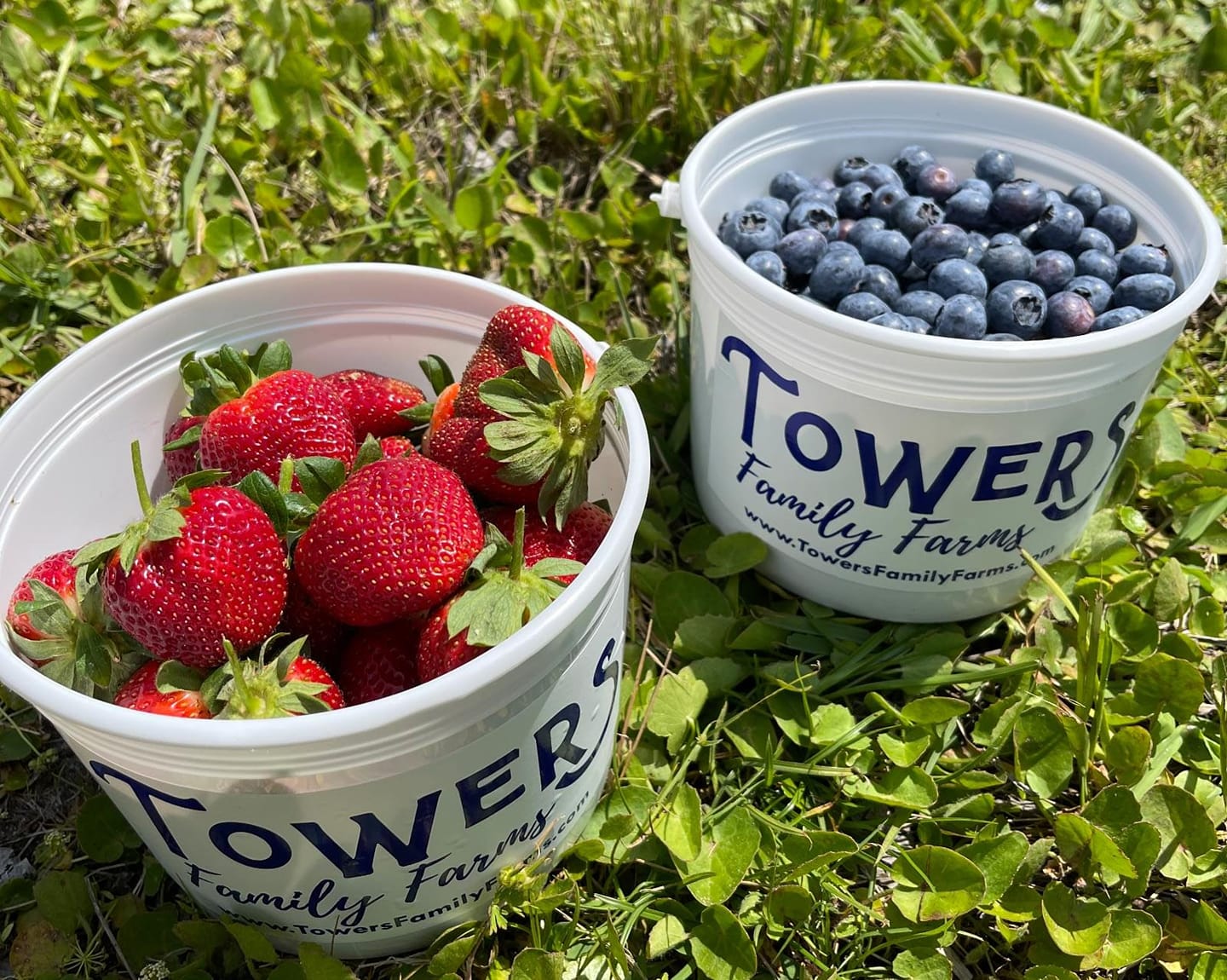 Strawberry Blueberry picking in Jacksonville