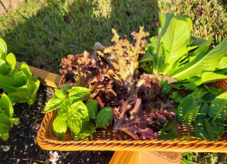 Trust Me: Plant the Garden garden