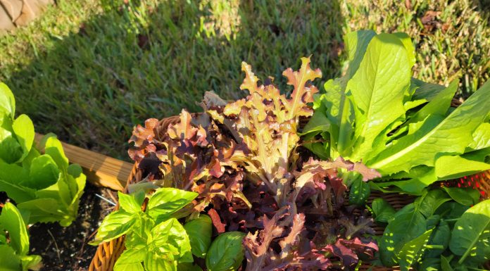 Trust Me: Plant the Garden garden