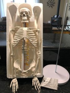 Mr Bones Skeleton 