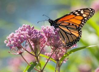 Easy Ways to Help Save Monarch Butterflies from Extinction monarch butterflies
