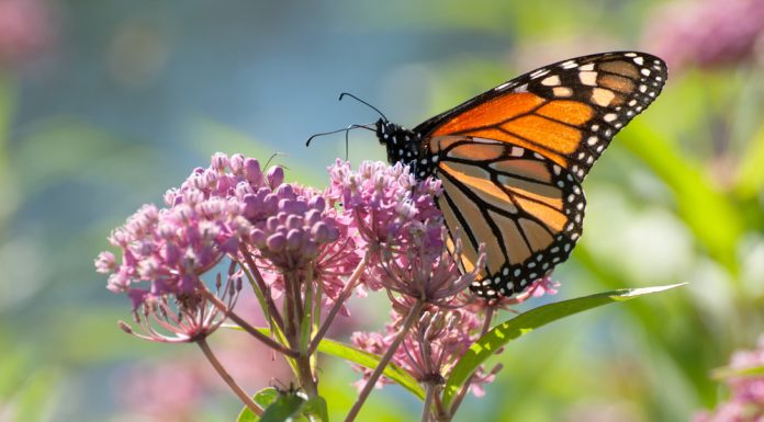 Easy Ways to Help Save Monarch Butterflies from Extinction monarch butterflies
