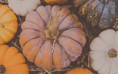 The Best Pumpkin Patches, Farms, & Corn Mazes In and Around Jacksonville!
