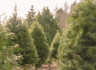 Head to the Christmas Tree Farm this Year! Tree Farms In and Around Jax Jacksonville's BEST Holiday Events Guide