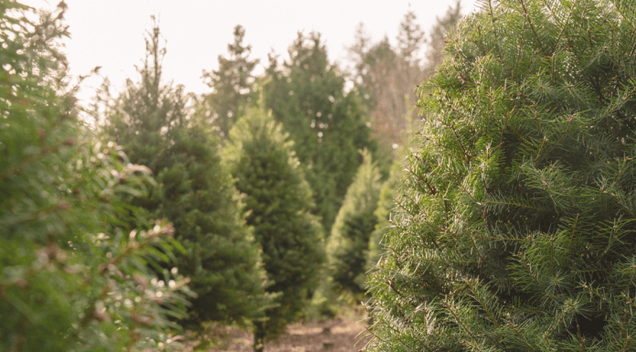 Head to the Christmas Tree Farm this Year! Tree Farms In and Around Jax Jacksonville's BEST Holiday Events Guide