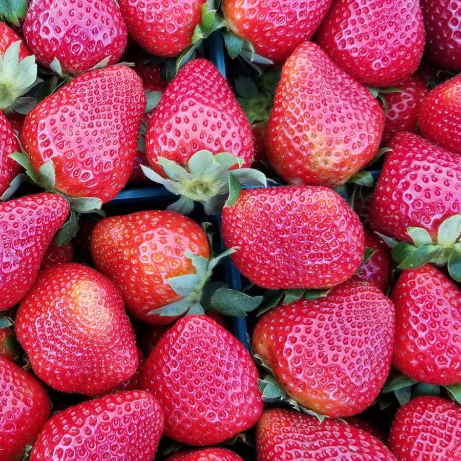 Strawberry Picking Farms & Festivals Near Jacksonville