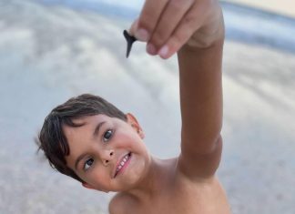 Tips for Finding Shark Teeth on the First Coast