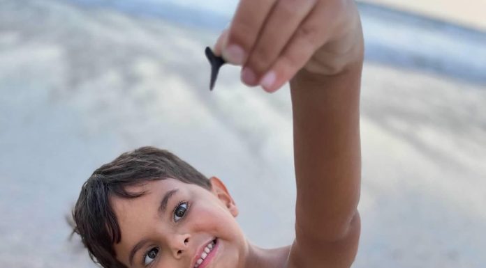 Tips for Finding Shark Teeth on the First Coast