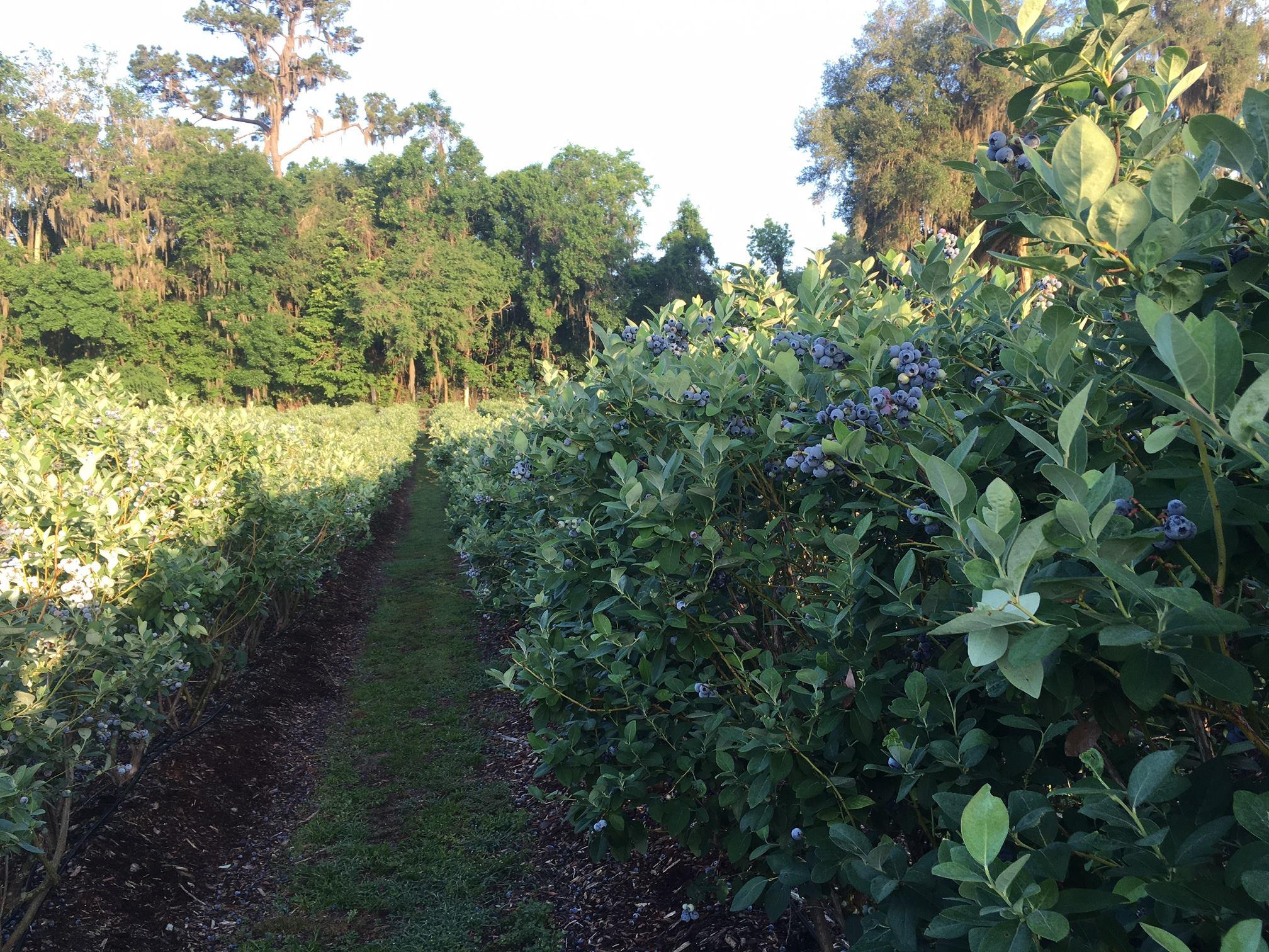 blueberry picking near jacksonville
