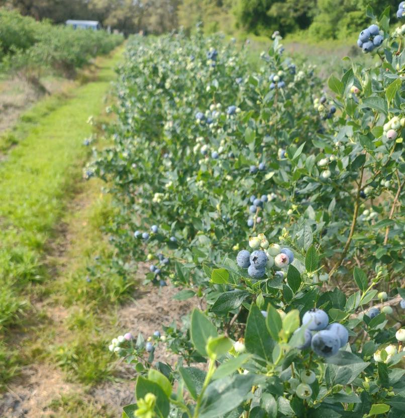 blueberry picking near jacksonville