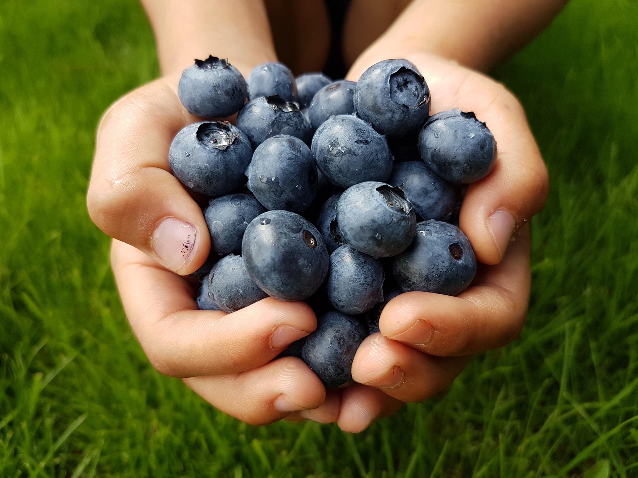 blueberry picking near jacksonville