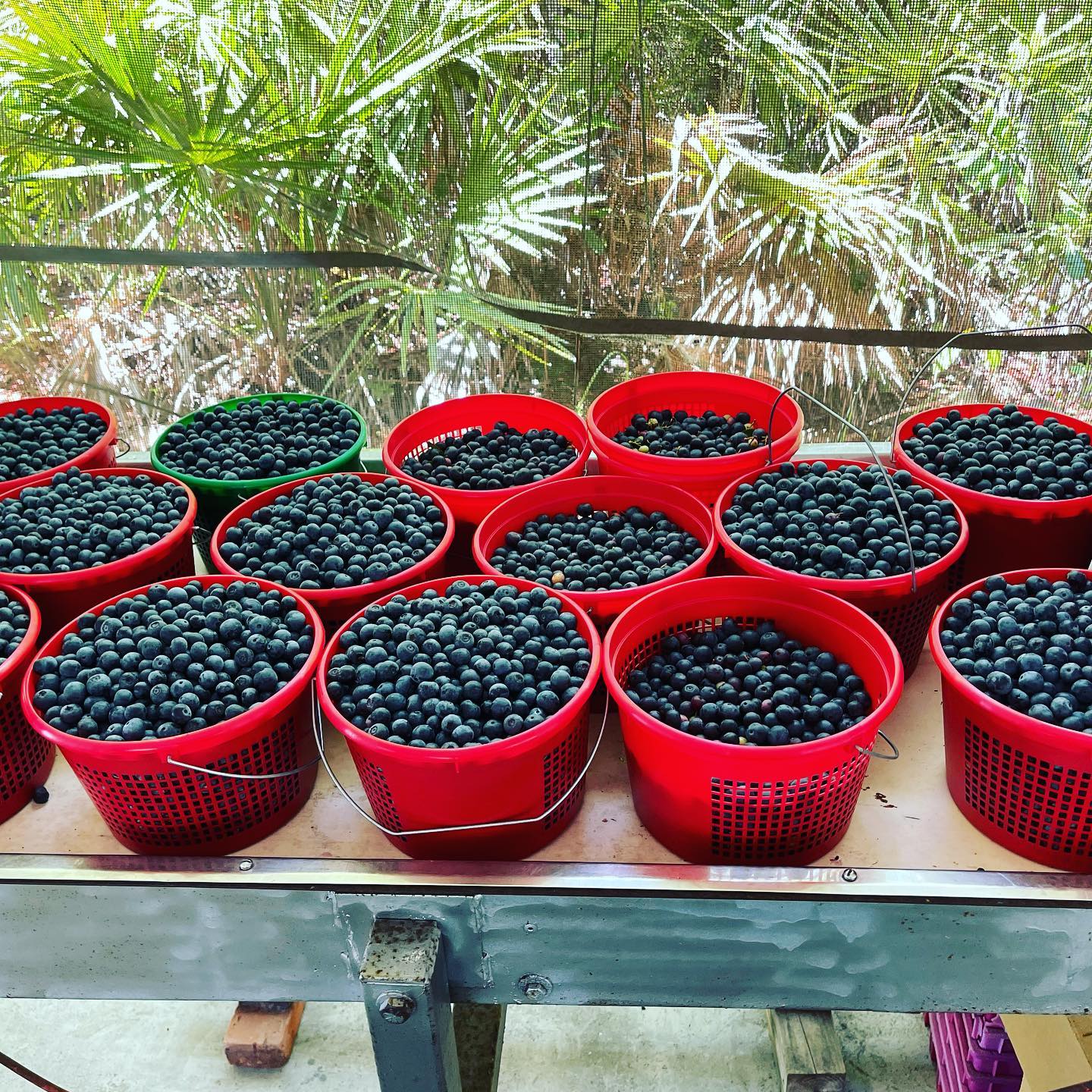 blueberry picking near jacksonville