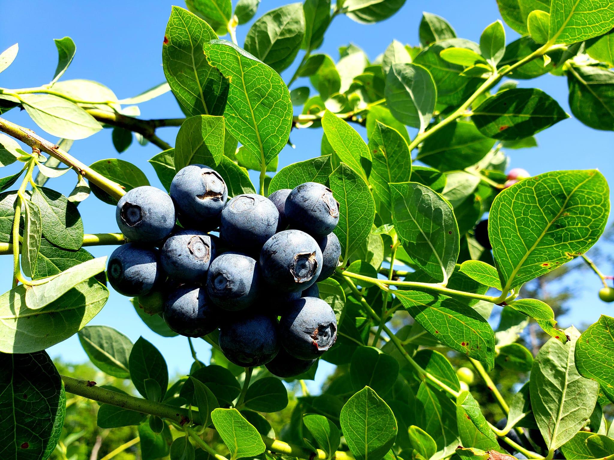 blueberry picking near jacksonville
