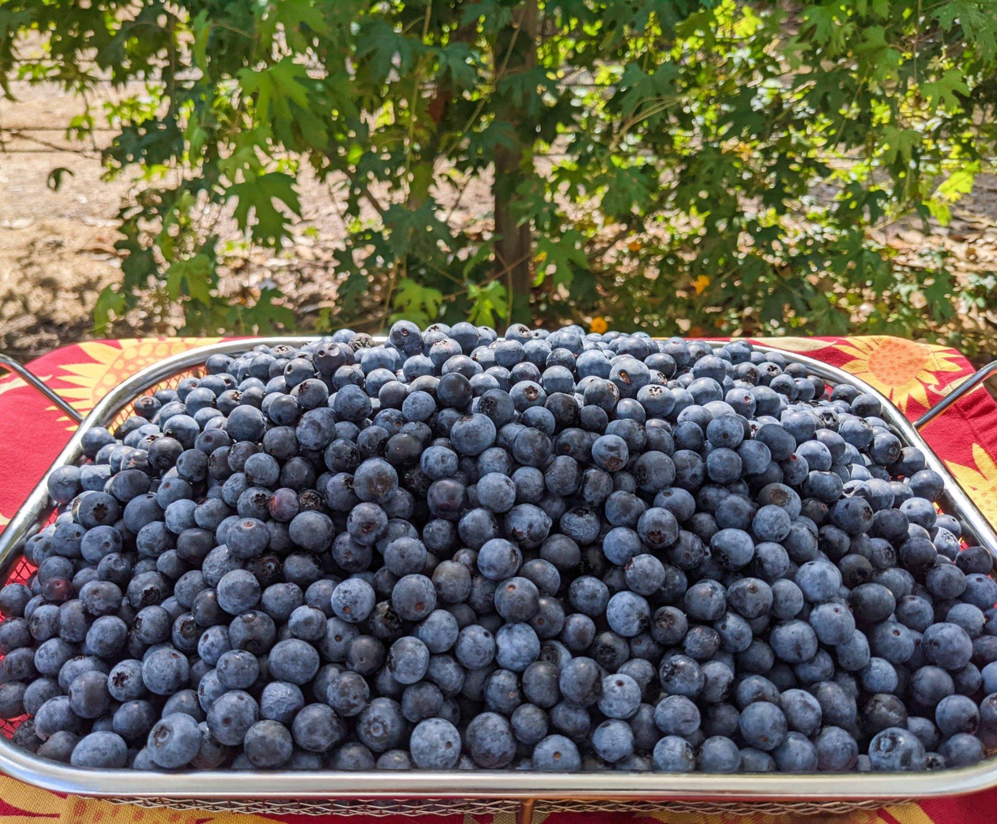 U-Pick Blueberry Farms in Florida