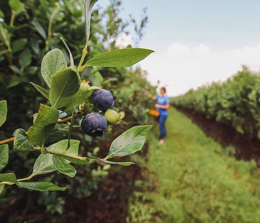 blueberry picking near jacksonville