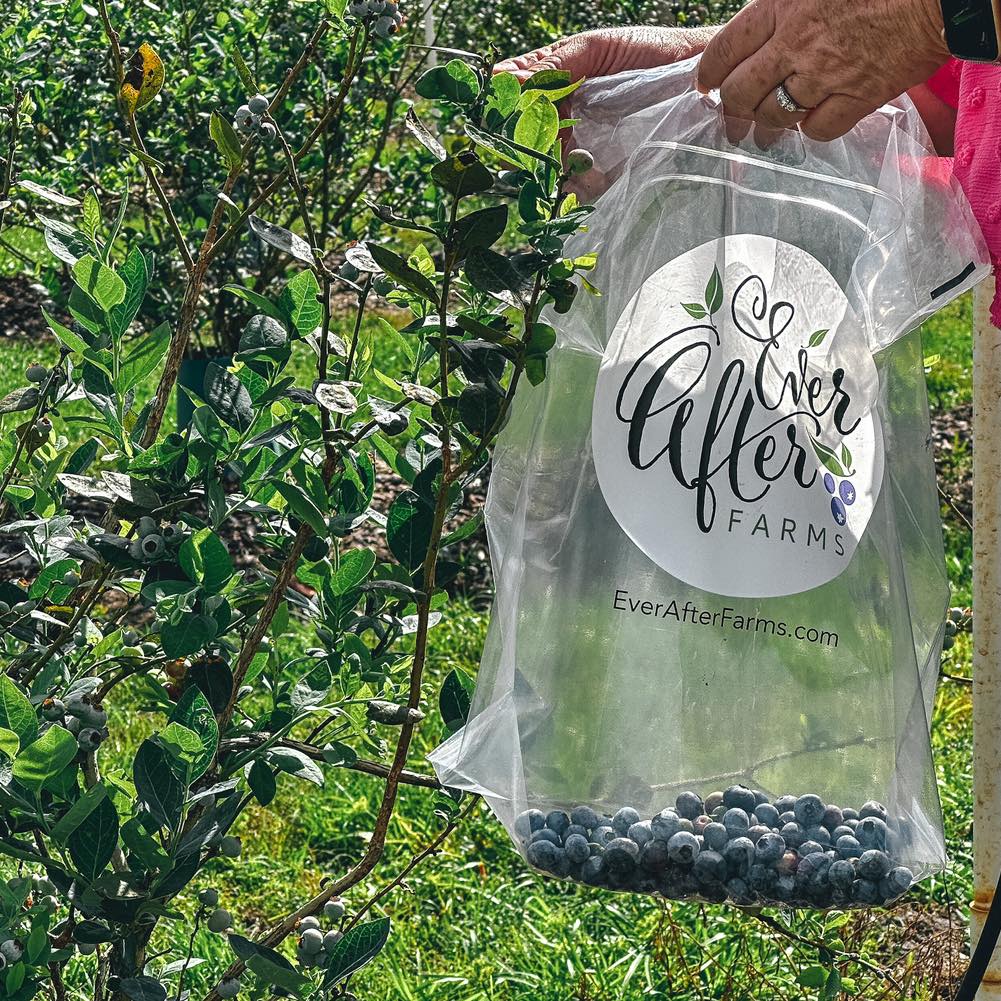 U-Pick Blueberry Farms in Florida