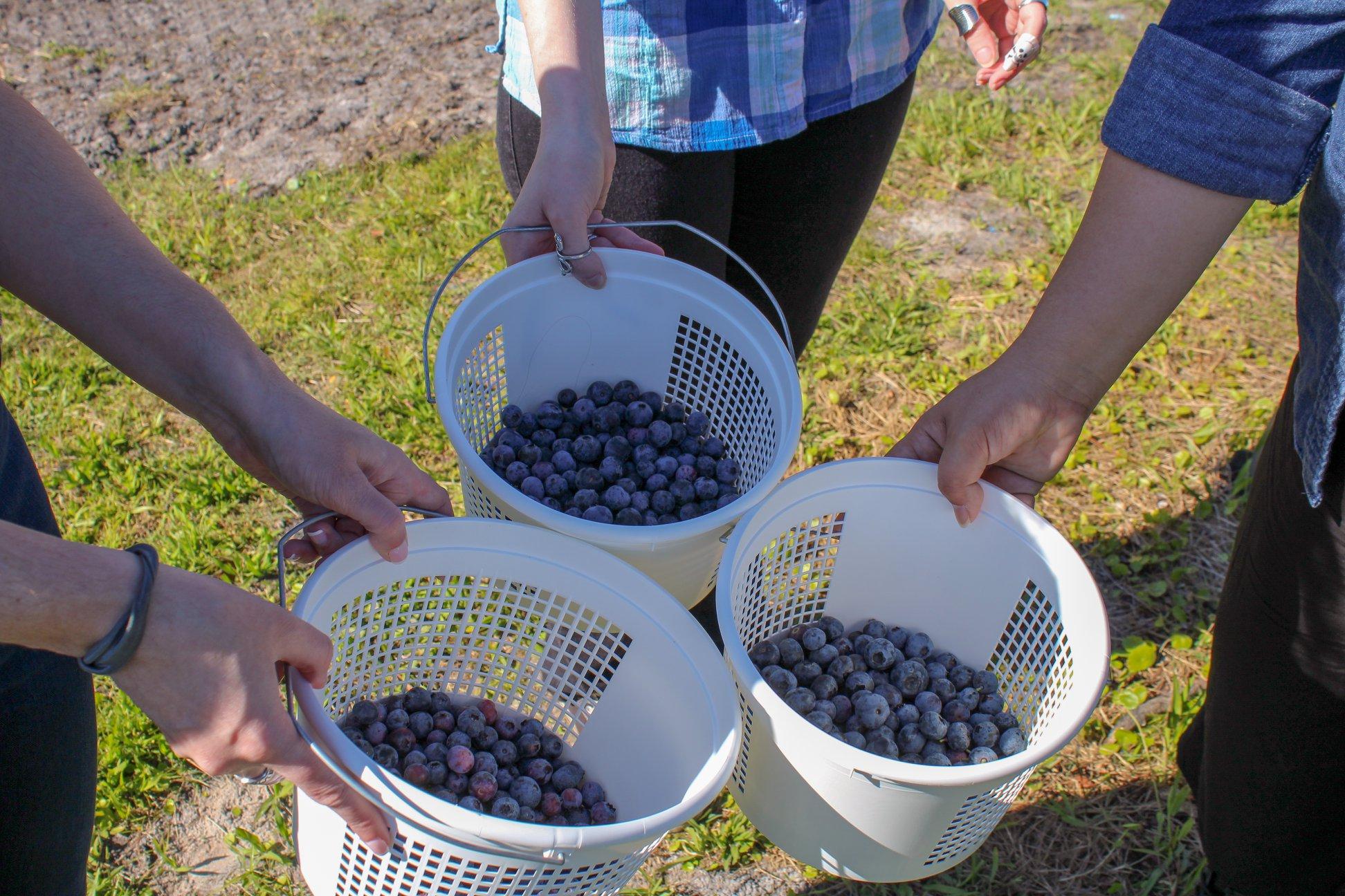 blueberry picking near jacksonville 