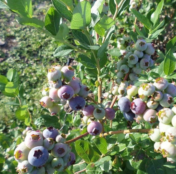 blueberry picking in Jacksonville