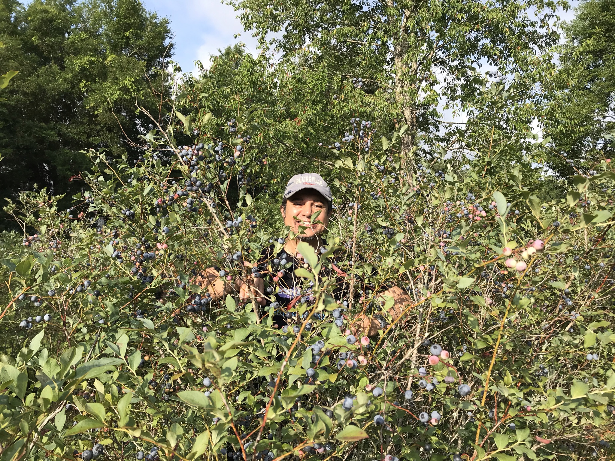 blueberry u-pick in Jacksonville