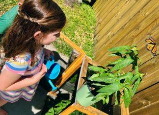 The Busy Mom’s Simple Guide to Raising Monarchs raising butterflies