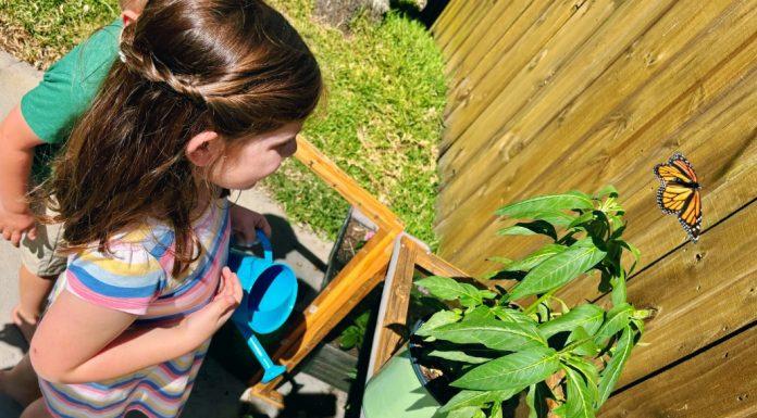 The Busy Mom’s Simple Guide to Raising Monarchs raising butterflies