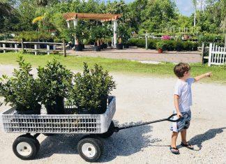 Plant Therapy: Our Favorite Garden Centers & Plant Nurseries plants