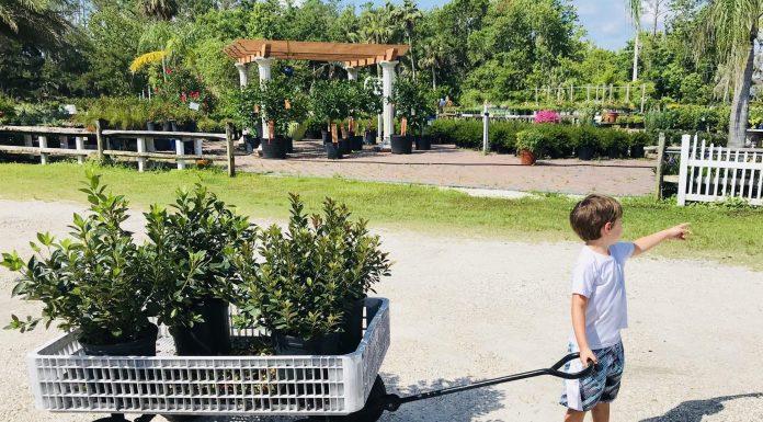Plant Therapy: Our Favorite Garden Centers & Plant Nurseries plants