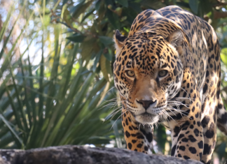 Jacksonville’s Kids Free November Kids Free November
