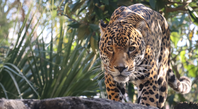 Jacksonville’s Kids Free November Kids Free November